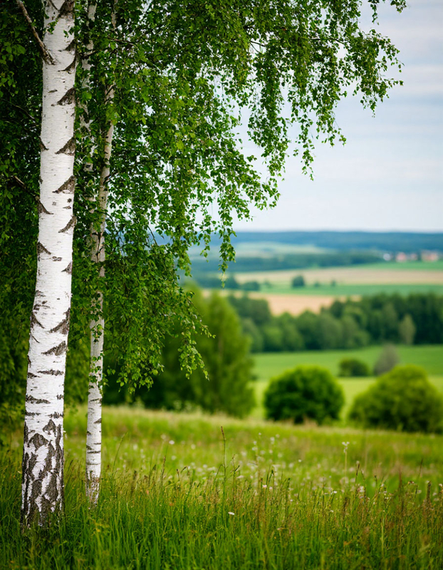 БЕЛАЯ БЕРЁЗА